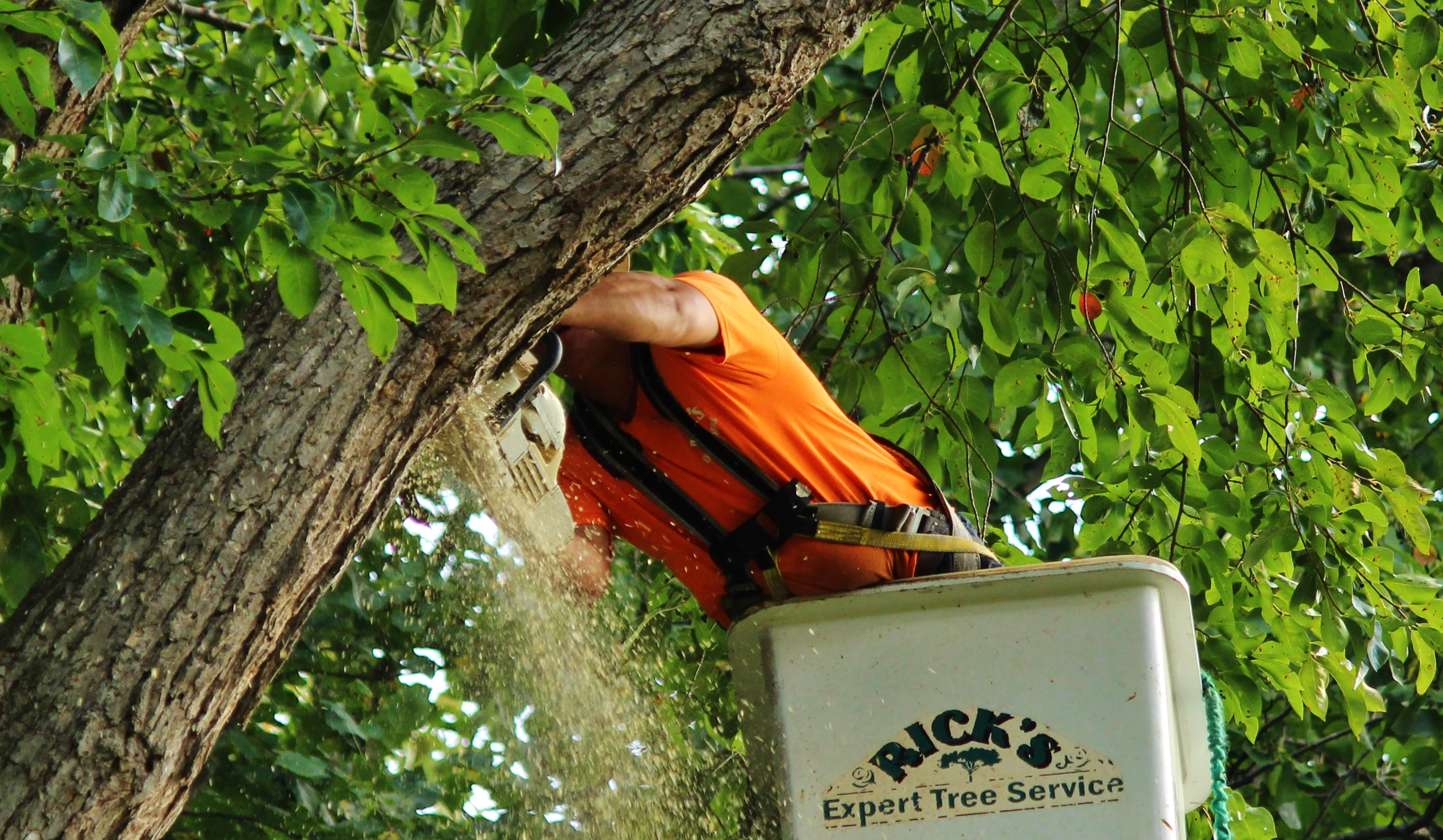 Ricks Expert Tree Service | – Tree Services in Bucks County, PA