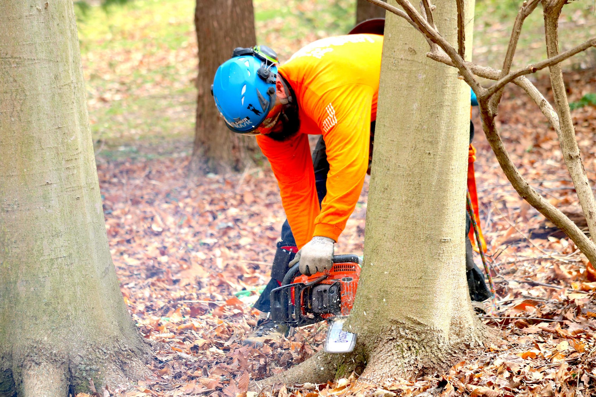 Ricks Expert Tree Service | – Tree Services in Bucks County, PA