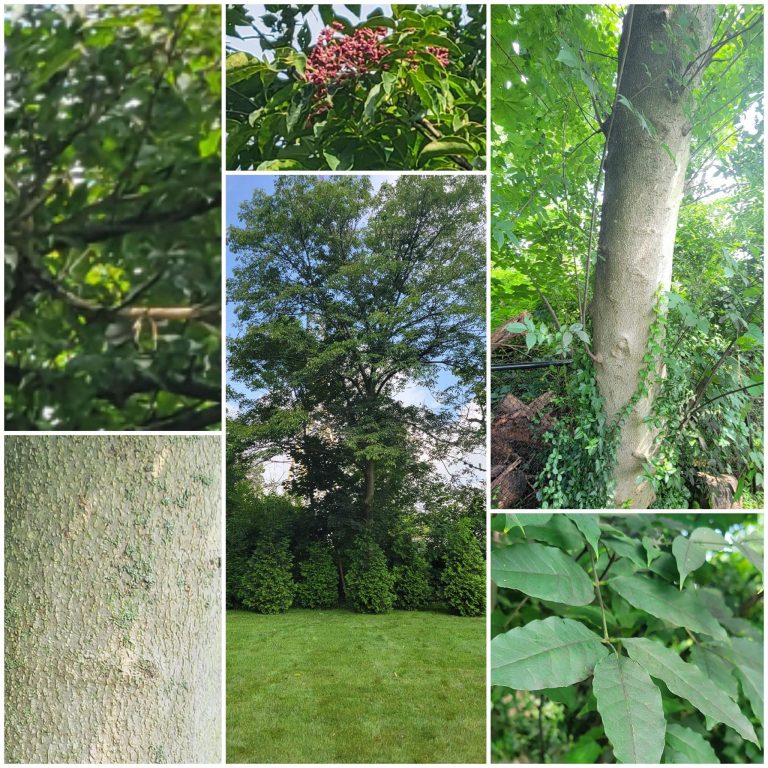 Ricks Expert Tree Service | – Tree Services in Bucks County, PA