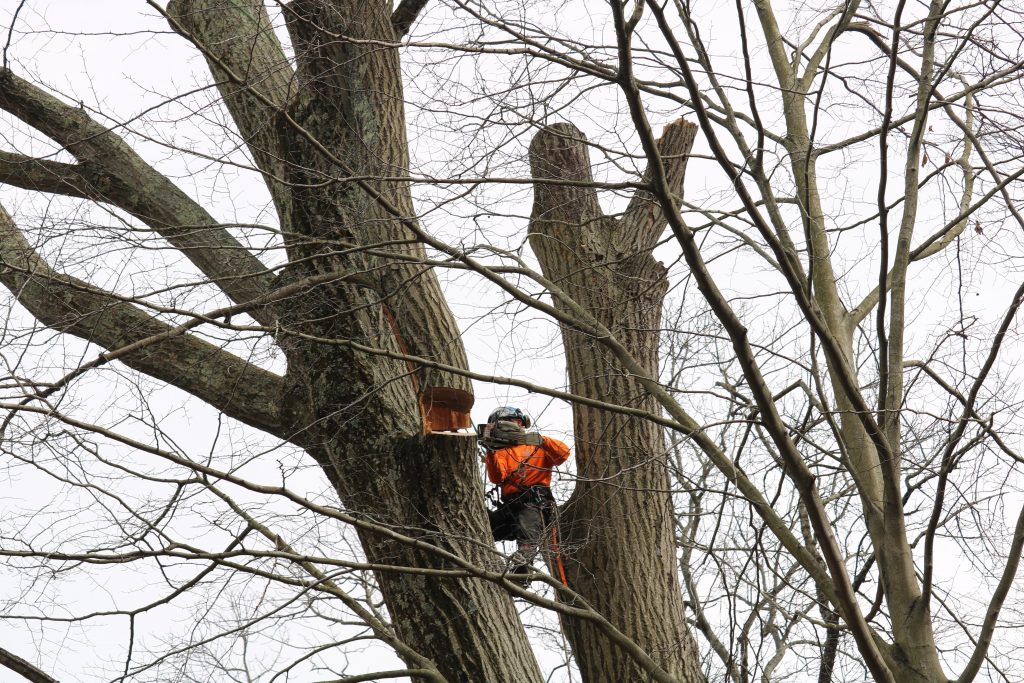 Ricks Expert Tree Service | – Tree Services in Bucks County, PA