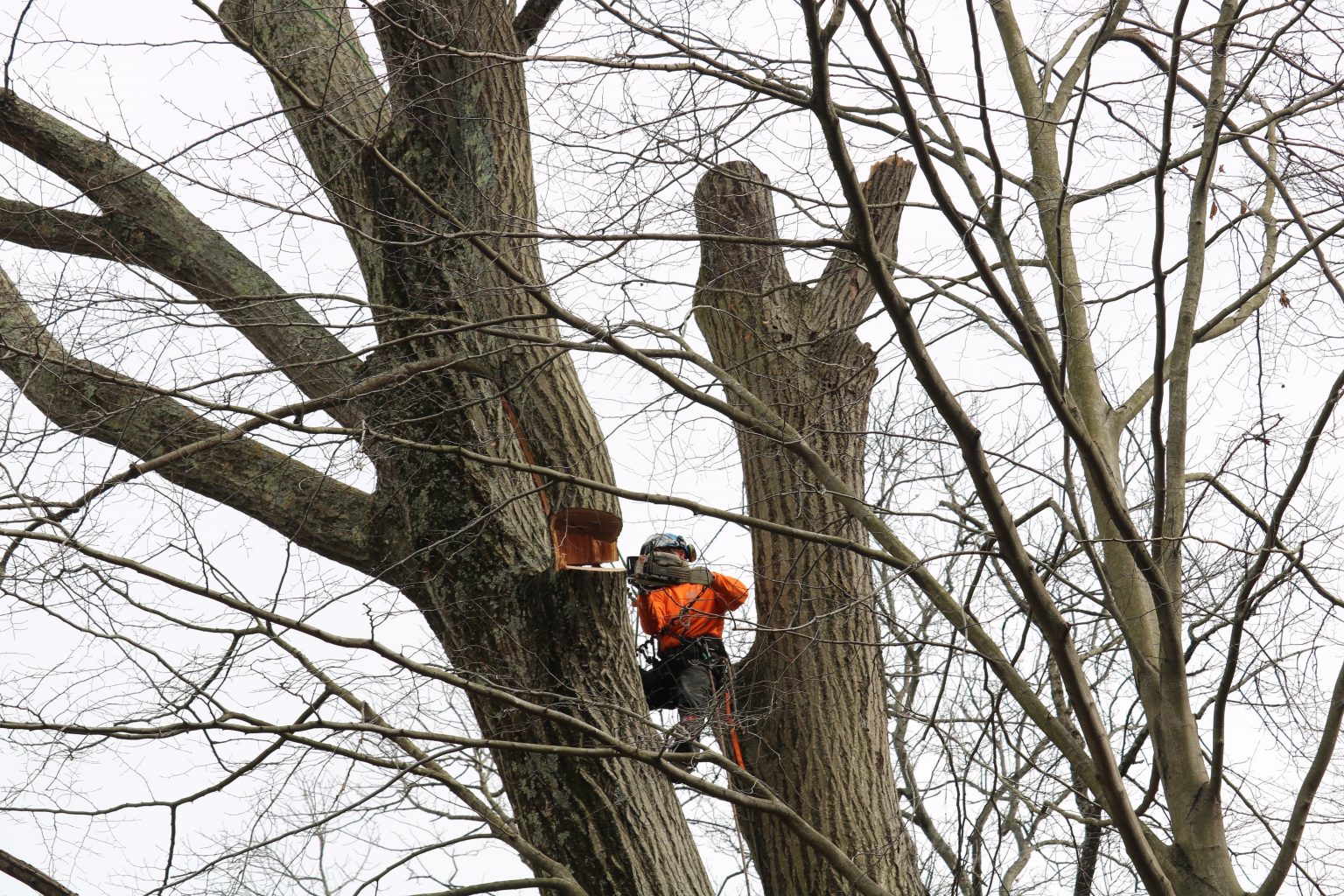 Ricks Expert Tree Service | – Tree Services in Bucks County, PA