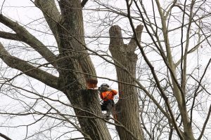 Ricks Expert Tree Service | – Tree Services in Bucks County, PA